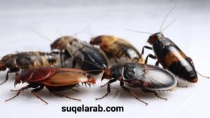 مكافحة الصراصير