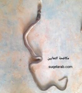 مكافحة الثعابين