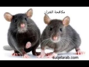 مكافحة الفئران